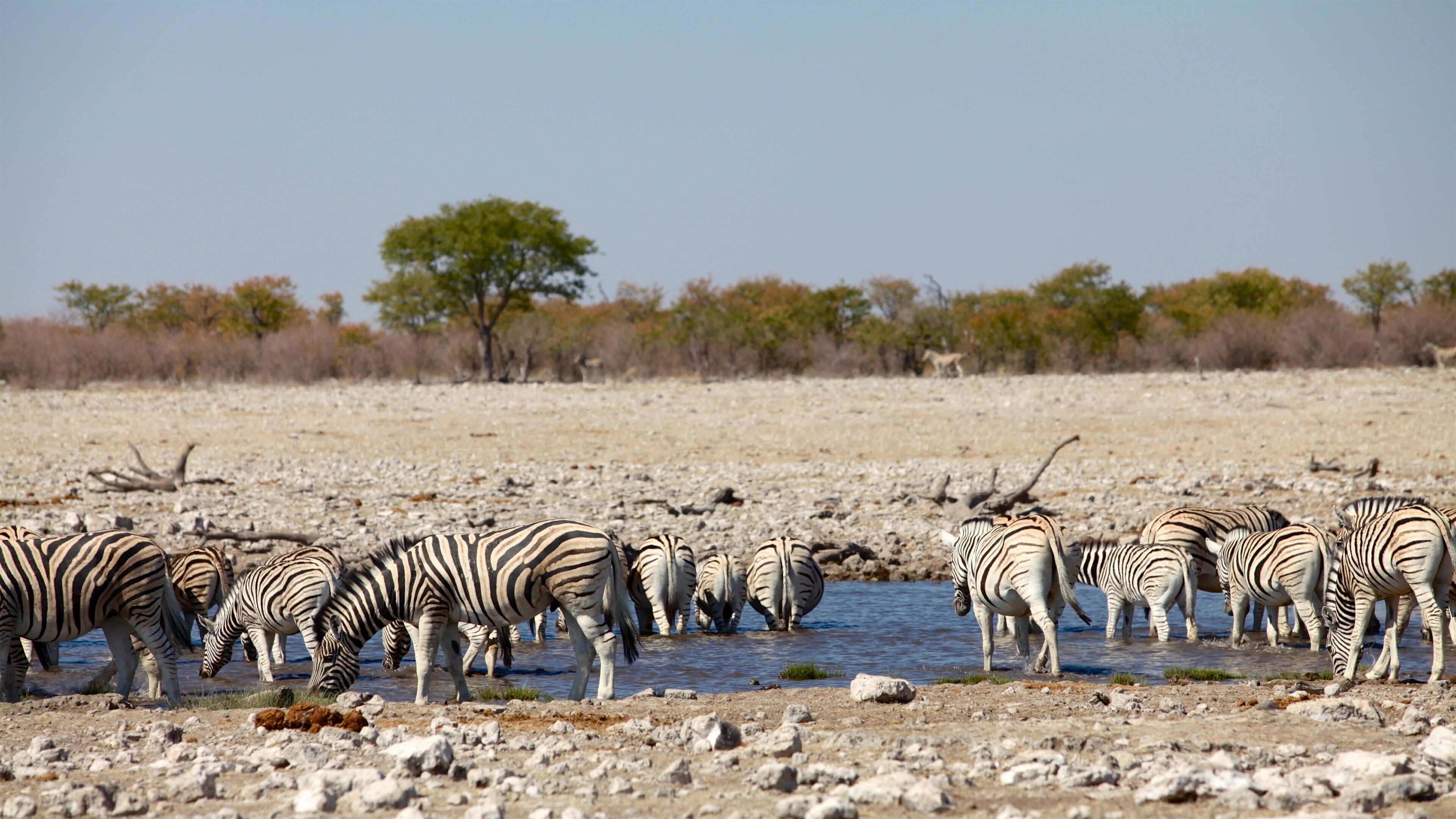 A group of zebras drinking water at a natural pool in a dry savannah landscape.
