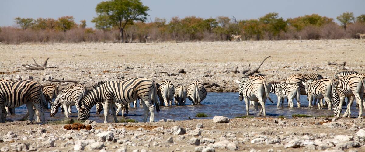 Etosha National Park