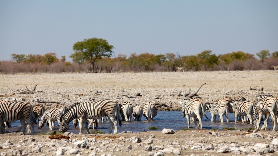 Etosha National Park