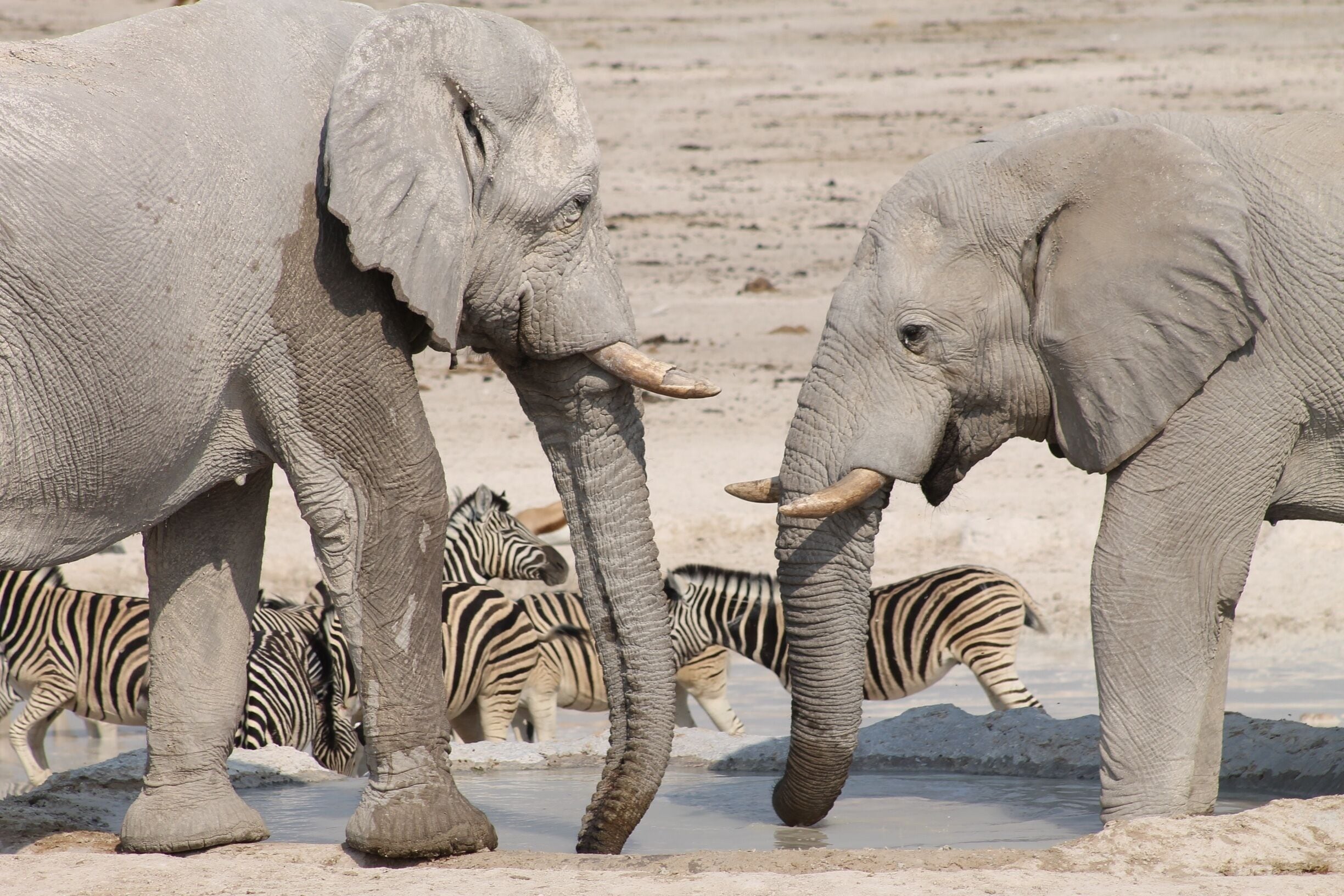 Zwei Elefanten und Zebras in der Nähe eines Wasserlochs in einer trockenen, sandigen Umgebung.
