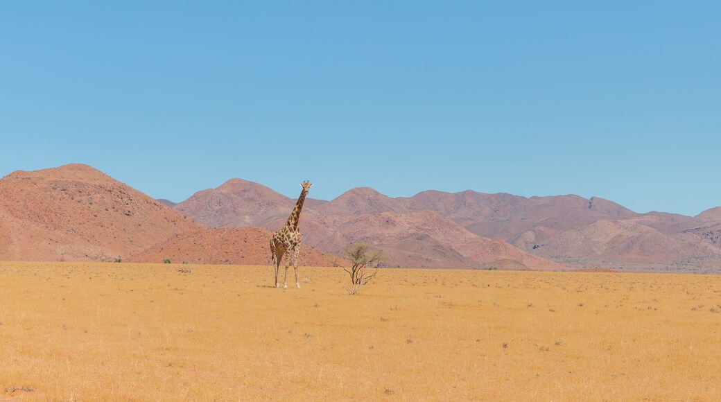 Intu Afrika Kalahari privatreservat