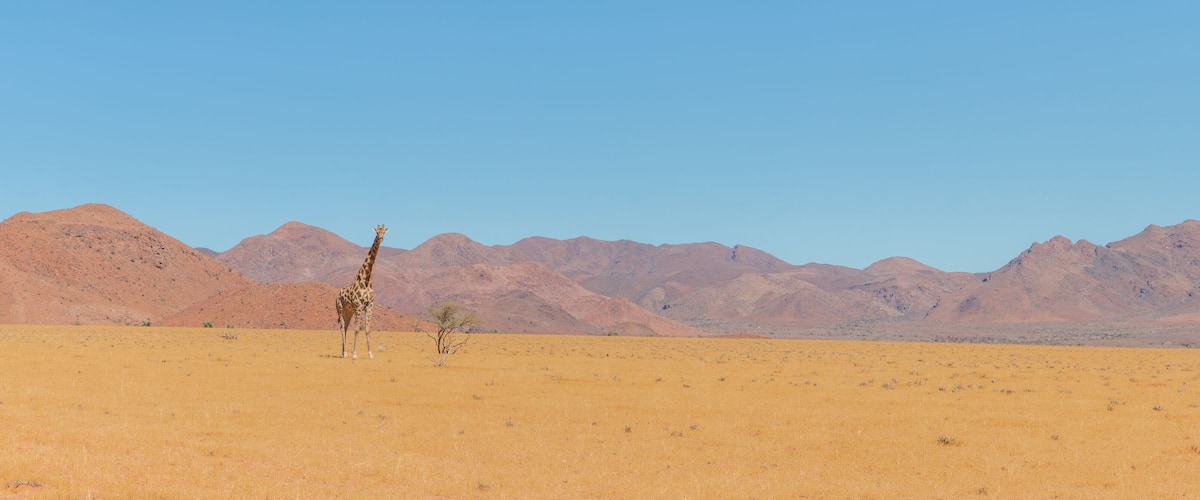 panorama of giraffe standing in desert landscape in namib naukluft park during selfdrive april 2021