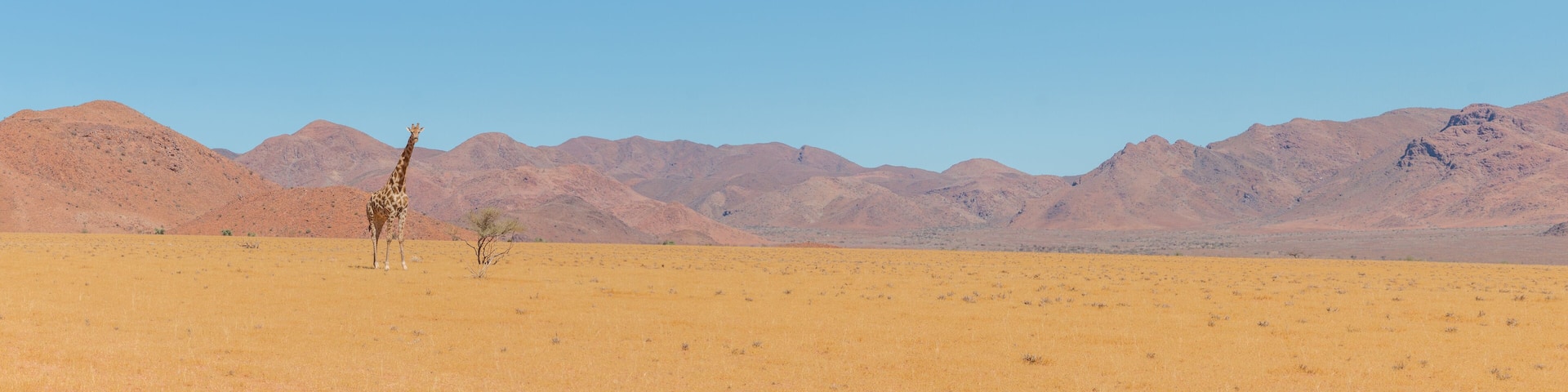 panorama of giraffe standing in desert landscape in namib naukluft park during selfdrive april 2021