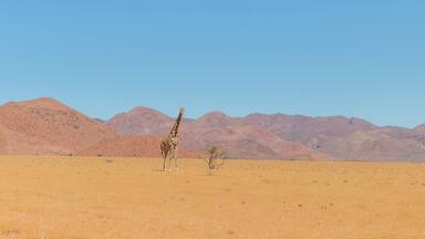 panorama of giraffe standing in desert landscape in namib naukluft park during selfdrive april 2021