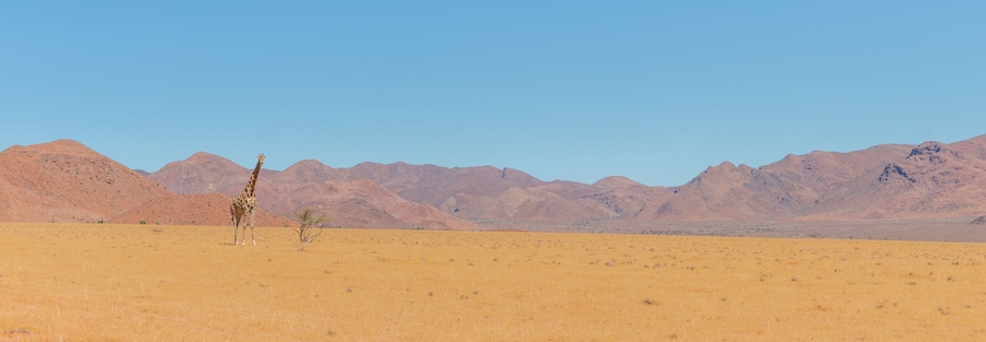 panorama of giraffe standing in desert landscape in namib naukluft park during selfdrive april 2021