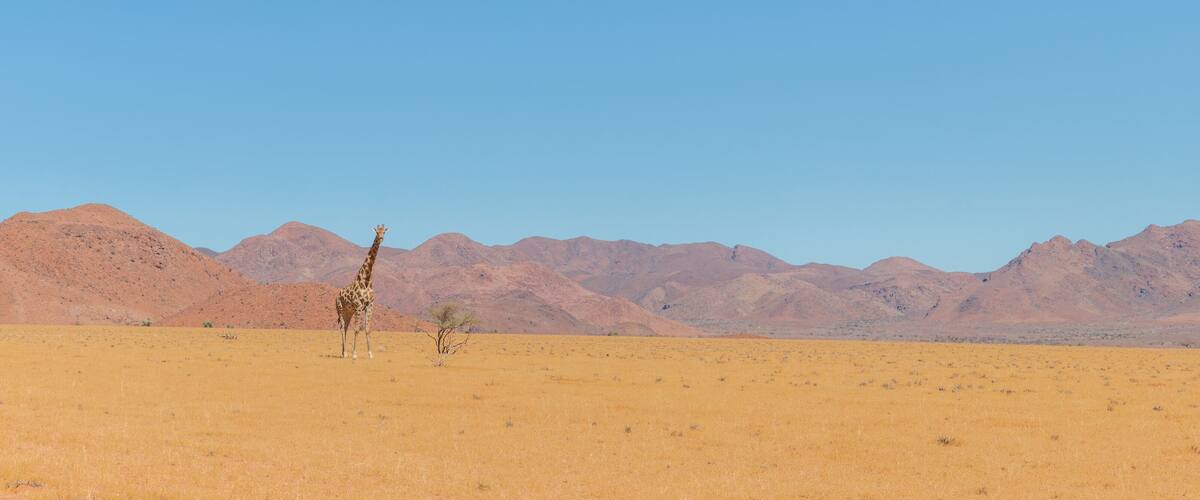 A giraffe in a dry, open landscape with distant mountains.