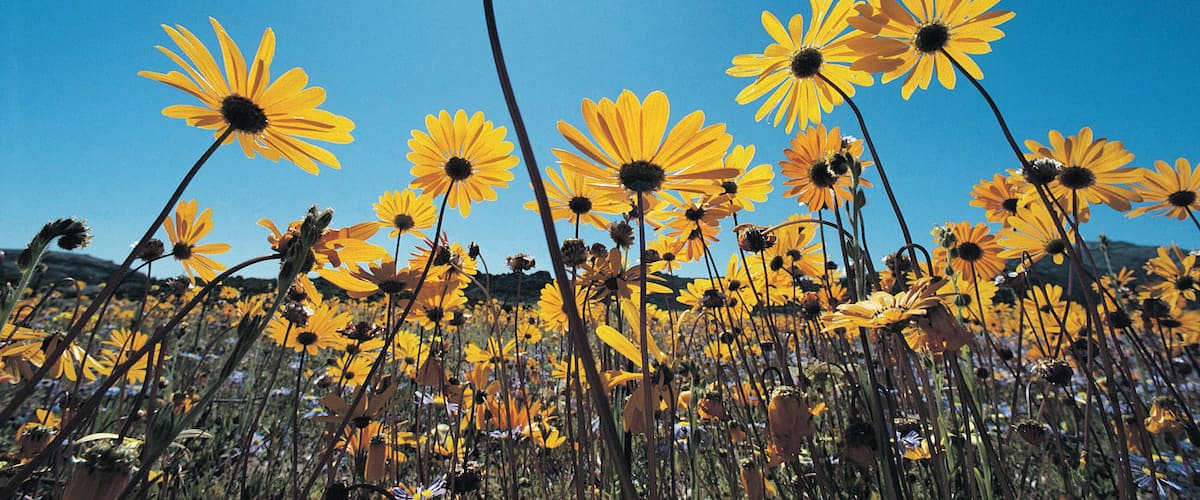 Wild flowers, Southern Namib Desert, South Africa