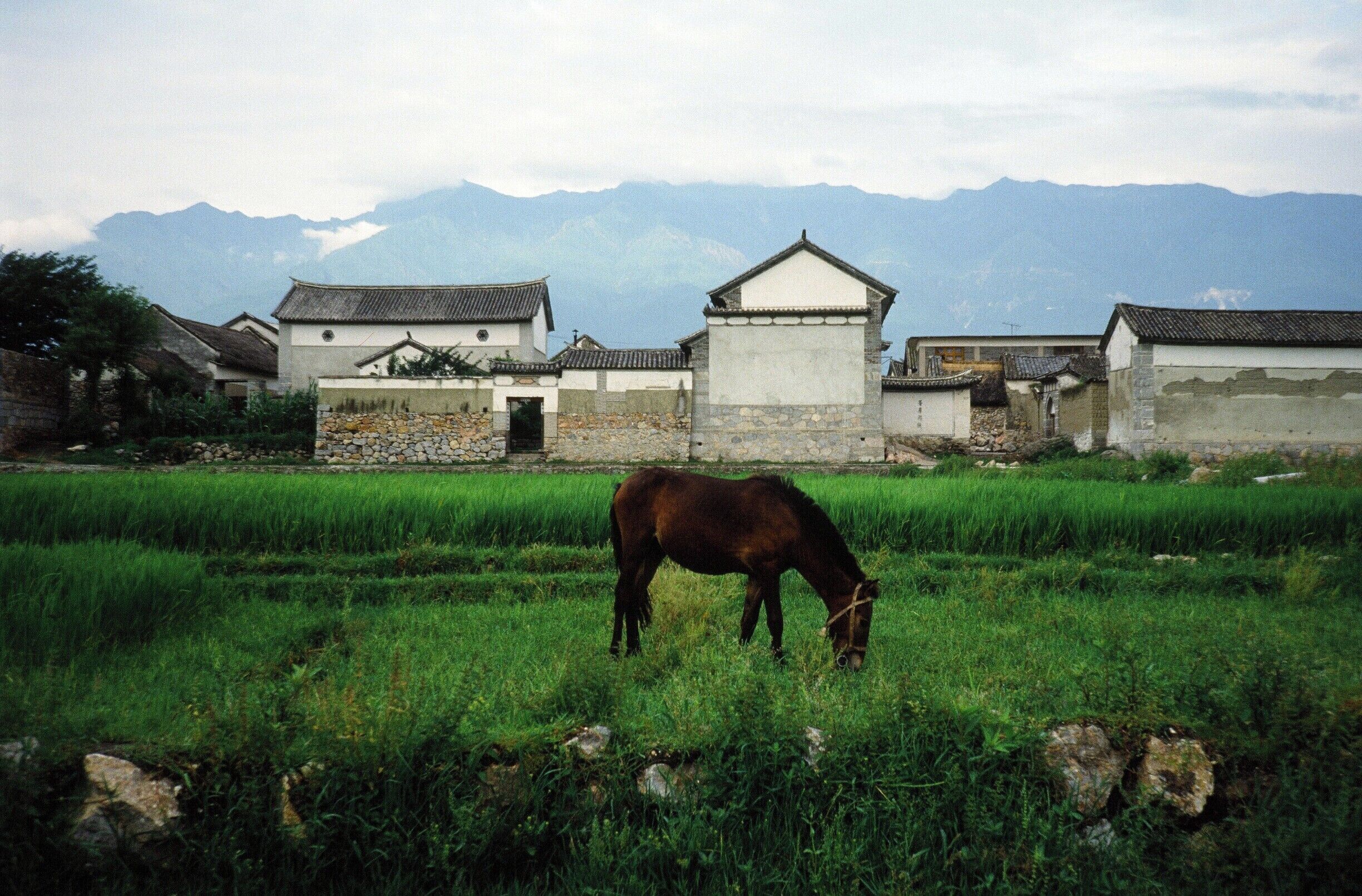 A horse grazing in a lush green field with traditional buildings and mountains in the background.