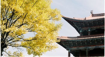 Dali Ancient City, Yunnan, China.
An interesting stop between Lijiang and ShangriLa that many people will miss it. Best time to visit is Autumn, when whole city is colored in yellow of Ginkgo tree. If you travel to Dali by train from Kunming or Lijiang, you don't have take a taxi to Dali Ancient City. Instead, there is a public bus for tourists with just 5RMB outside the station will take you to the center of the old town #yellow #LifeatExpediaGroup