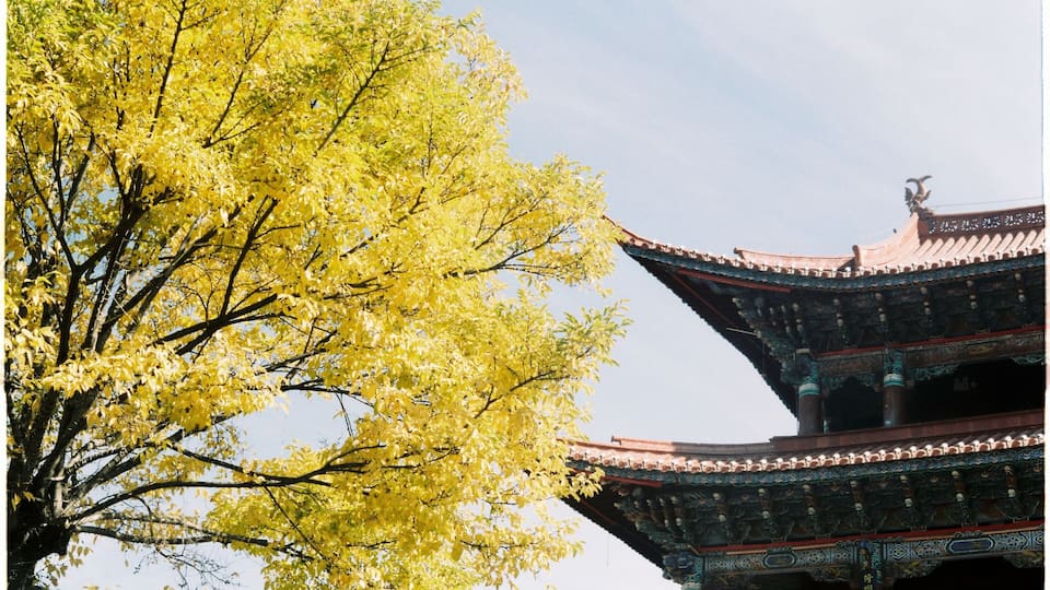 Dali Ancient City, Yunnan, China.
An interesting stop between Lijiang and ShangriLa that many people will miss it. Best time to visit is Autumn, when whole city is colored in yellow of Ginkgo tree. If you travel to Dali by train from Kunming or Lijiang, you don't have take a taxi to Dali Ancient City. Instead, there is a public bus for tourists with just 5RMB outside the station will take you to the center of the old town #yellow #LifeatExpediaGroup