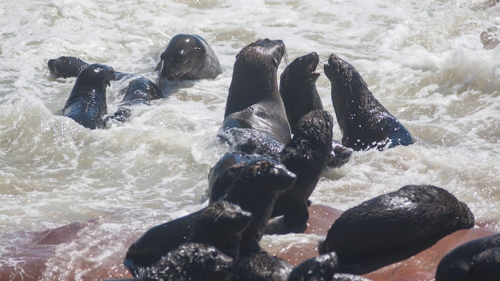 The one thing they never really say on #nature documentaries is how much #seal colonies stink! This one near Henties Bay, #Namibia đłđŠ smells awful! Got quite a few exciting photos between gasps for fresh air, though.
#LifeAtExpedia