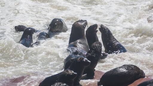 The one thing they never really say on #nature documentaries is how much #seal colonies stink! This one near Henties Bay, #Namibia 🇳🇦 smells awful! Got quite a few exciting photos between gasps for fresh air, though.
#LifeAtExpedia