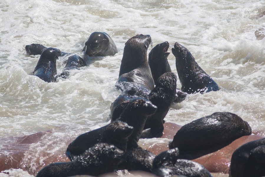 The one thing they never really say on #nature documentaries is how much #seal colonies stink! This one near Henties Bay, #Namibia 🇳🇦 smells awful! Got quite a few exciting photos between gasps for fresh air, though.
#LifeAtExpedia