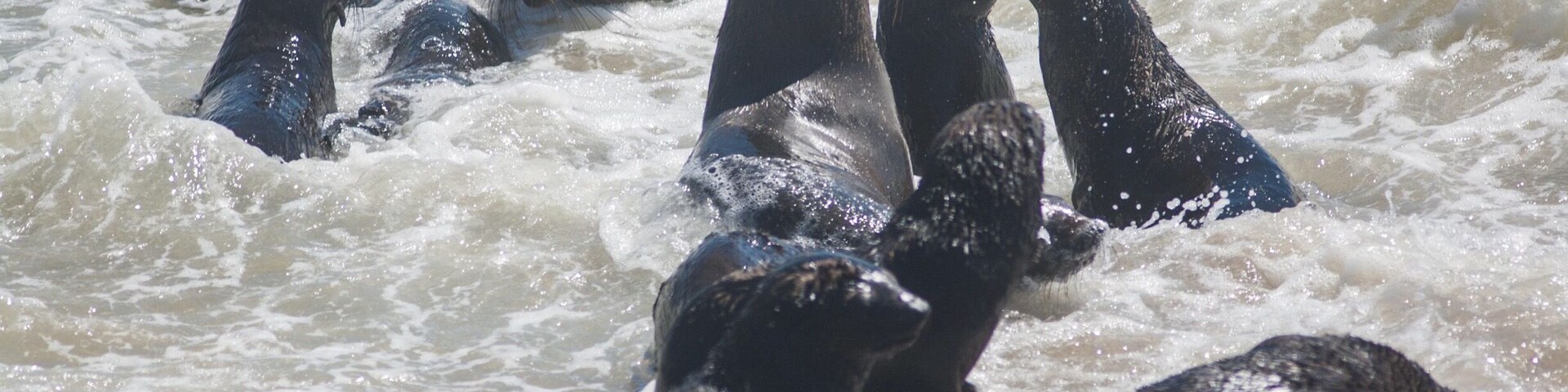 The one thing they never really say on #nature documentaries is how much #seal colonies stink! This one near Henties Bay, #Namibia 🇳🇦 smells awful! Got quite a few exciting photos between gasps for fresh air, though.
#LifeAtExpedia