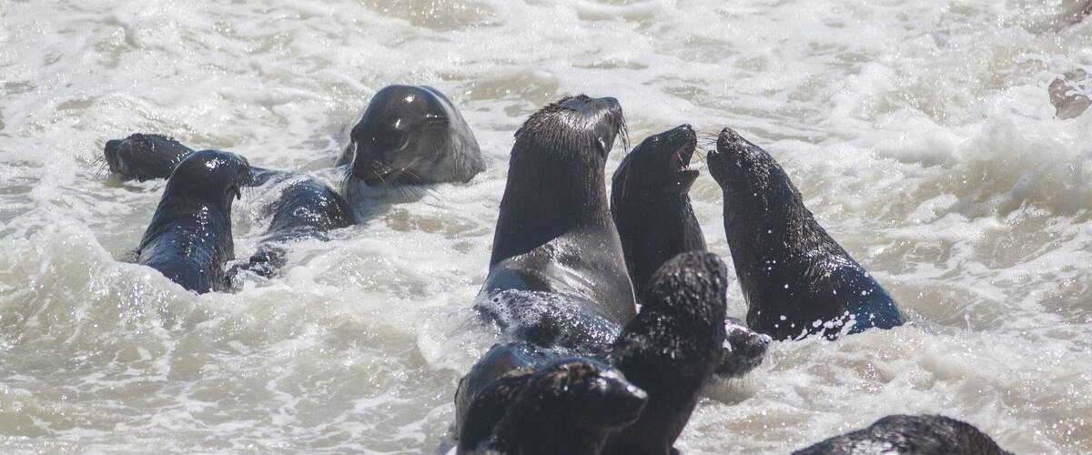 A group of seals in the water.