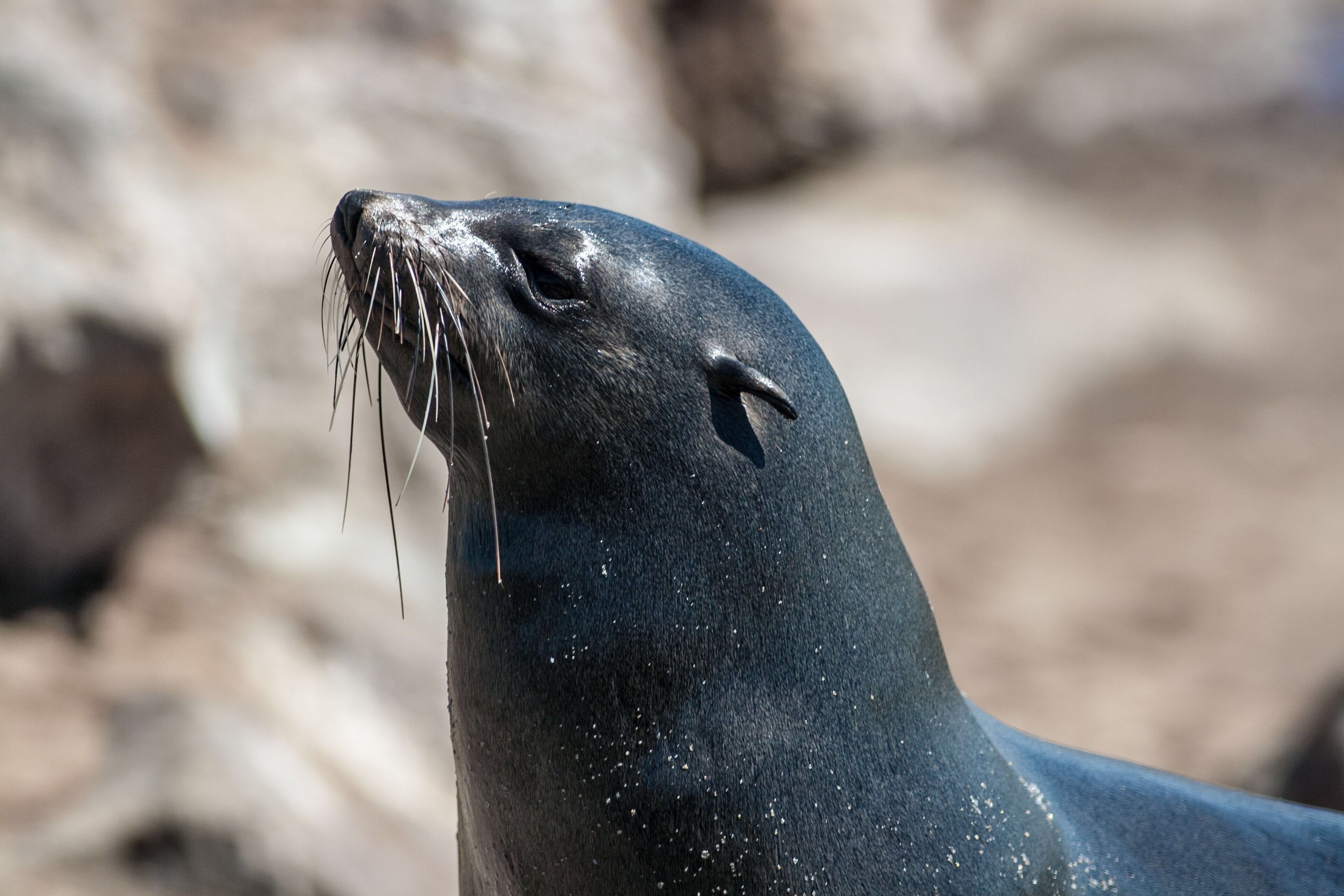 A Cape Fur Seal at Henties Bay, #Namibia 🇳🇦 - one of the smelliest places I’ve ever been. Most of my photos of the place are a little hazy because of the miasma over it!
#LifeAtExpedia