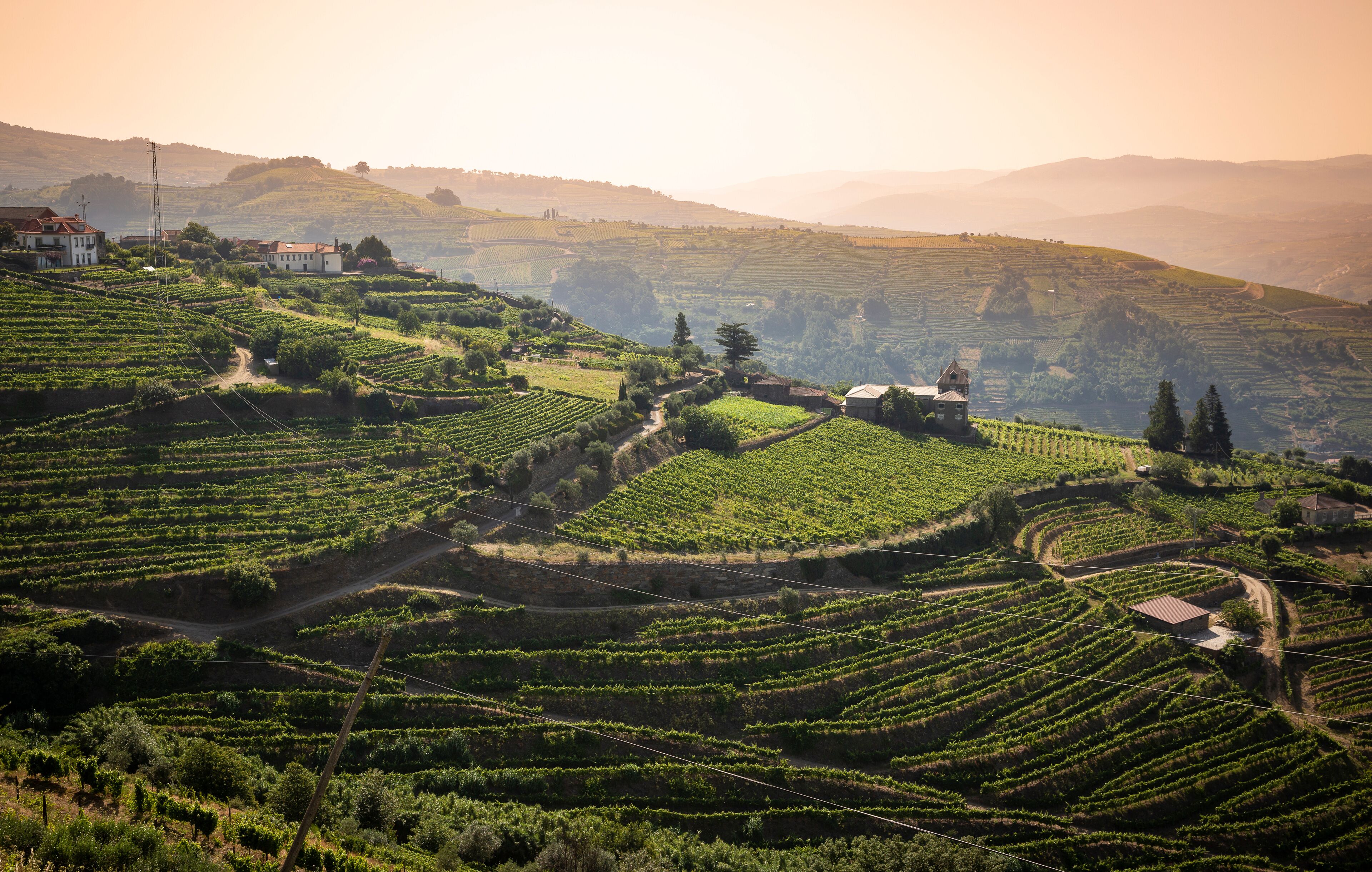 Terraced vineyards, rolling hills, and scattered buildings in a rural landscape.
