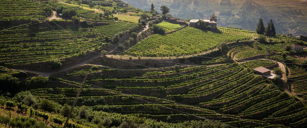 Terraced vineyards, rolling hills, and scattered buildings in a rural landscape.