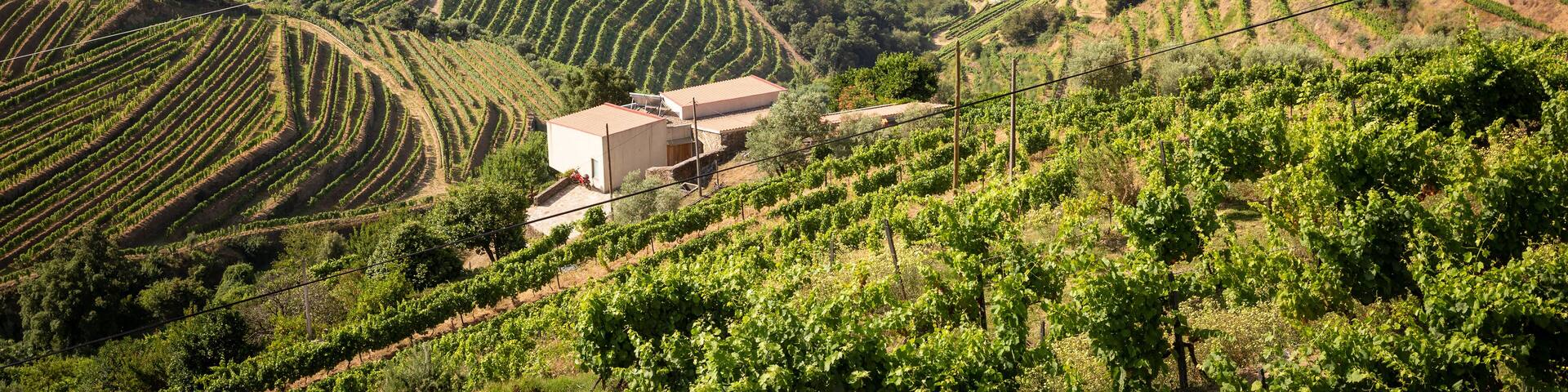 the vineyards of Douro Wine Region (DOC - Portuguese Quality Wine Scheme) on the slopes of Douro river next to Mesao Frio, district of Vila Real, Douro, Portugal