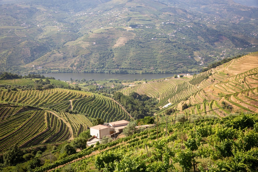 the vineyards of Douro Wine Region (DOC - Portuguese Quality Wine Scheme) on the slopes of Douro river next to Mesao Frio, district of Vila Real, Douro, Portugal