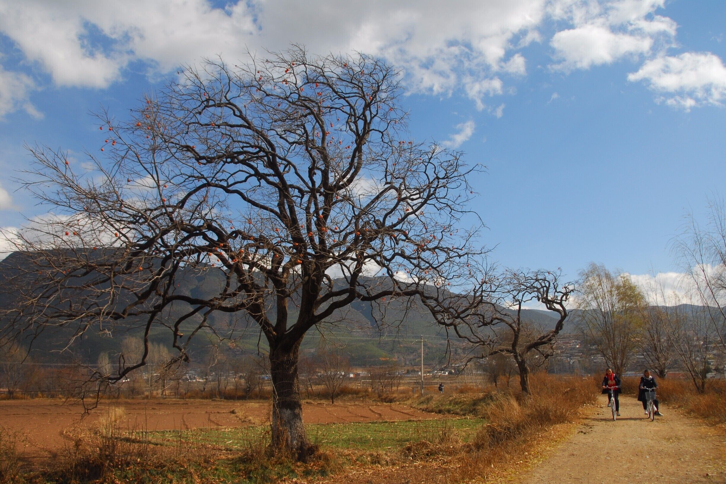 Kaki tree by the road, Shaxi countryside.