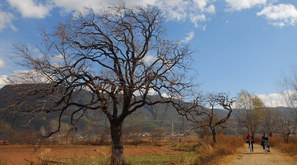 Kaki tree by the road, Shaxi countryside.