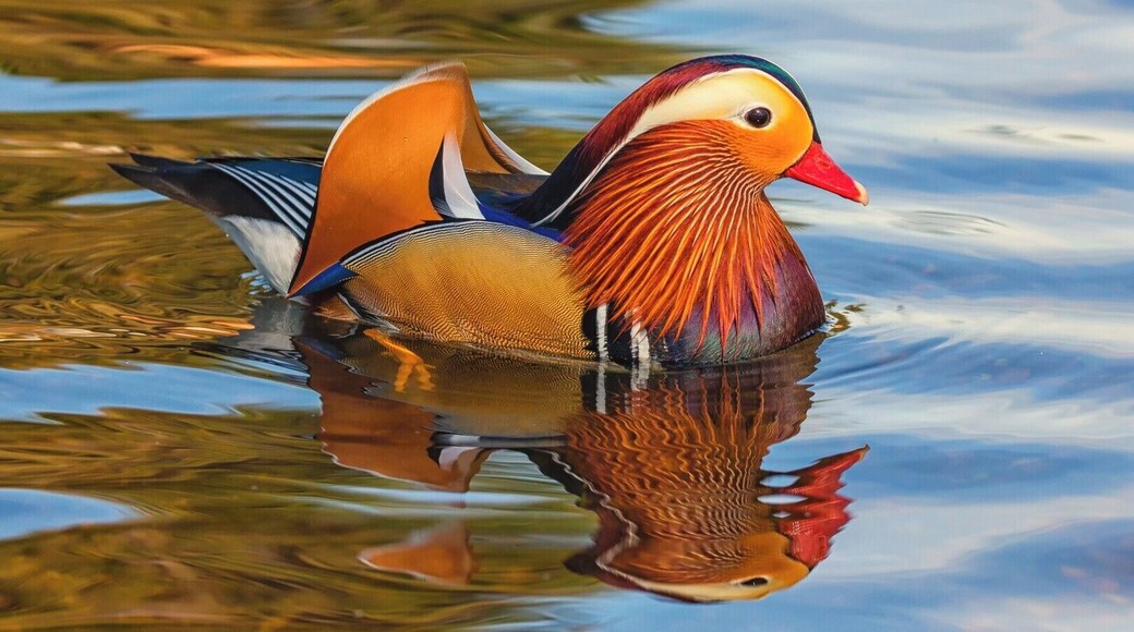 A quaint village with a nice pond to feed the ducks.
Managed this shot of a mandarin duck using a Canon 100D and Sigma 50-100mm lens.
