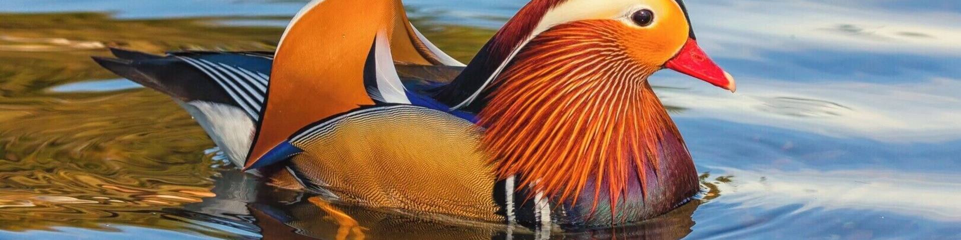 A quaint village with a nice pond to feed the ducks.
Managed this shot of a mandarin duck using a Canon 100D and Sigma 50-100mm lens.