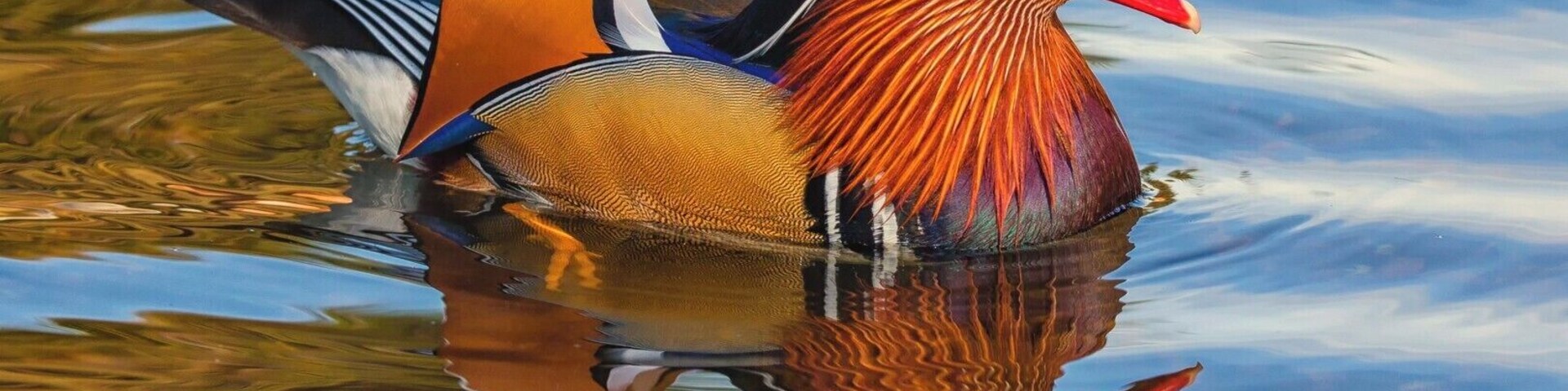 A quaint village with a nice pond to feed the ducks.
Managed this shot of a mandarin duck using a Canon 100D and Sigma 50-100mm lens.