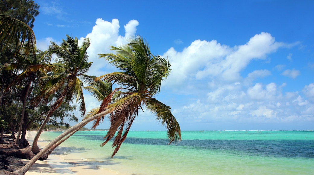 Beautiful tropical beach with coconut palms and blue sky. The picture was taken at the Bavaro beach, Punta Cana, Dominican Republic