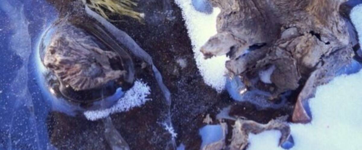 A frozen body of water with ice formations and a log partially submerged.
