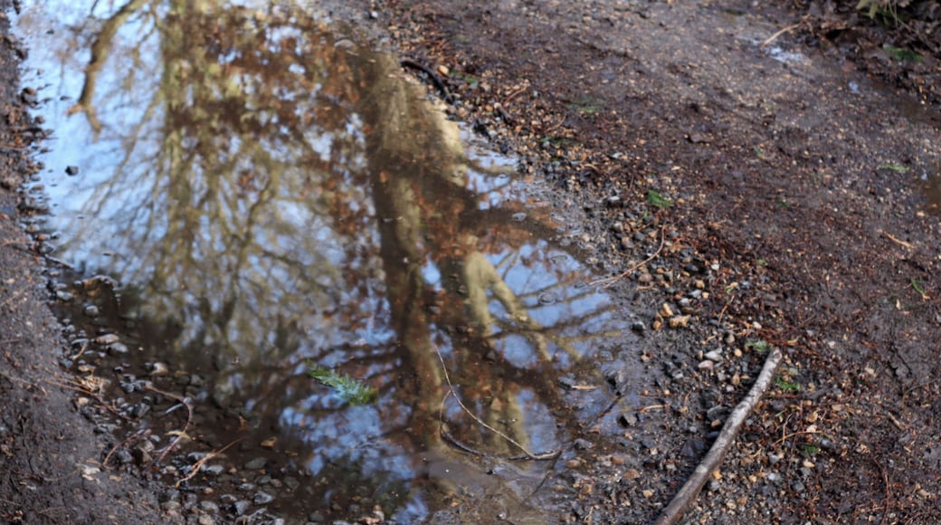 Reflection in the water on the way to the river