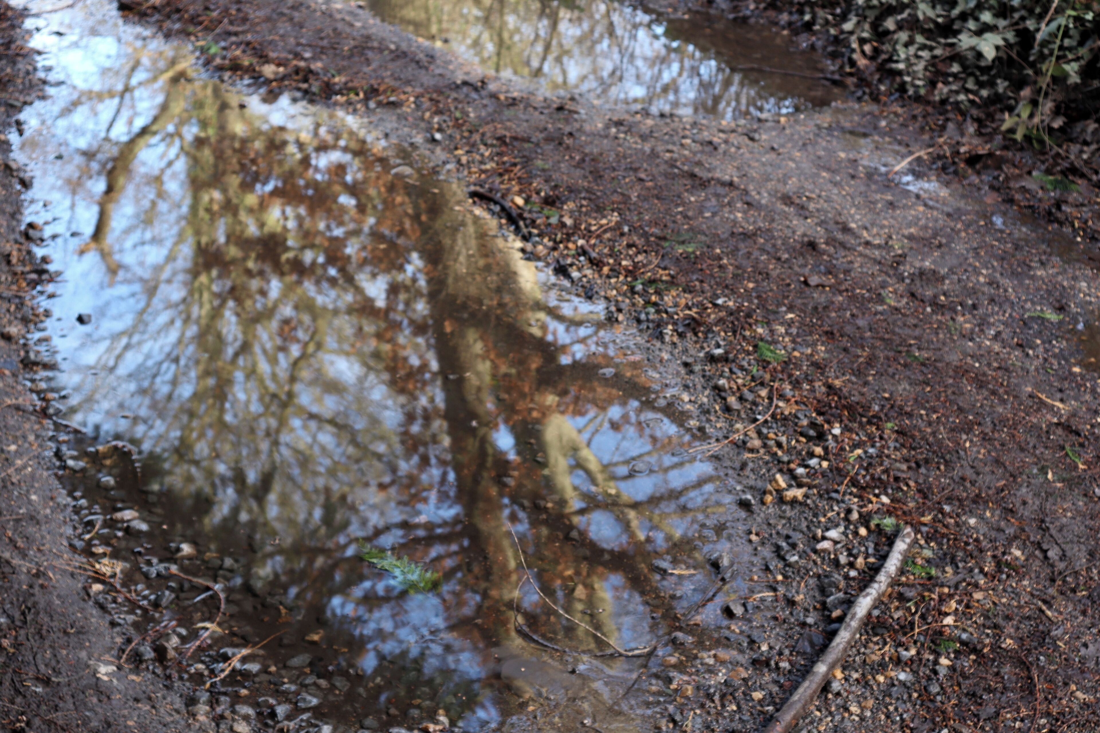 A muddy puddle with reflections of trees and a fallen branch.