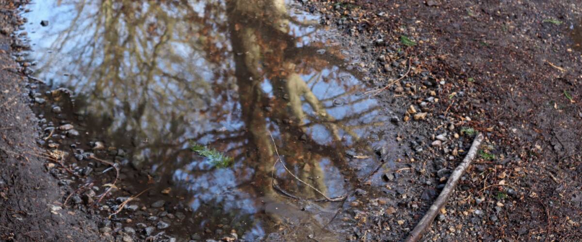 A muddy puddle with reflections of trees and a fallen branch.