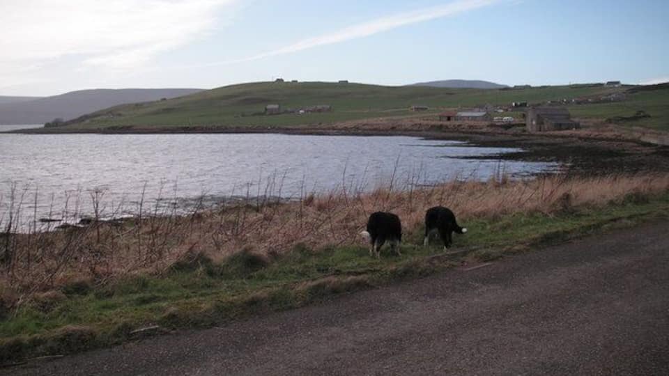 A coastal road with two cows grazing near a body of water, surrounded by grassy fields and distant buildings.