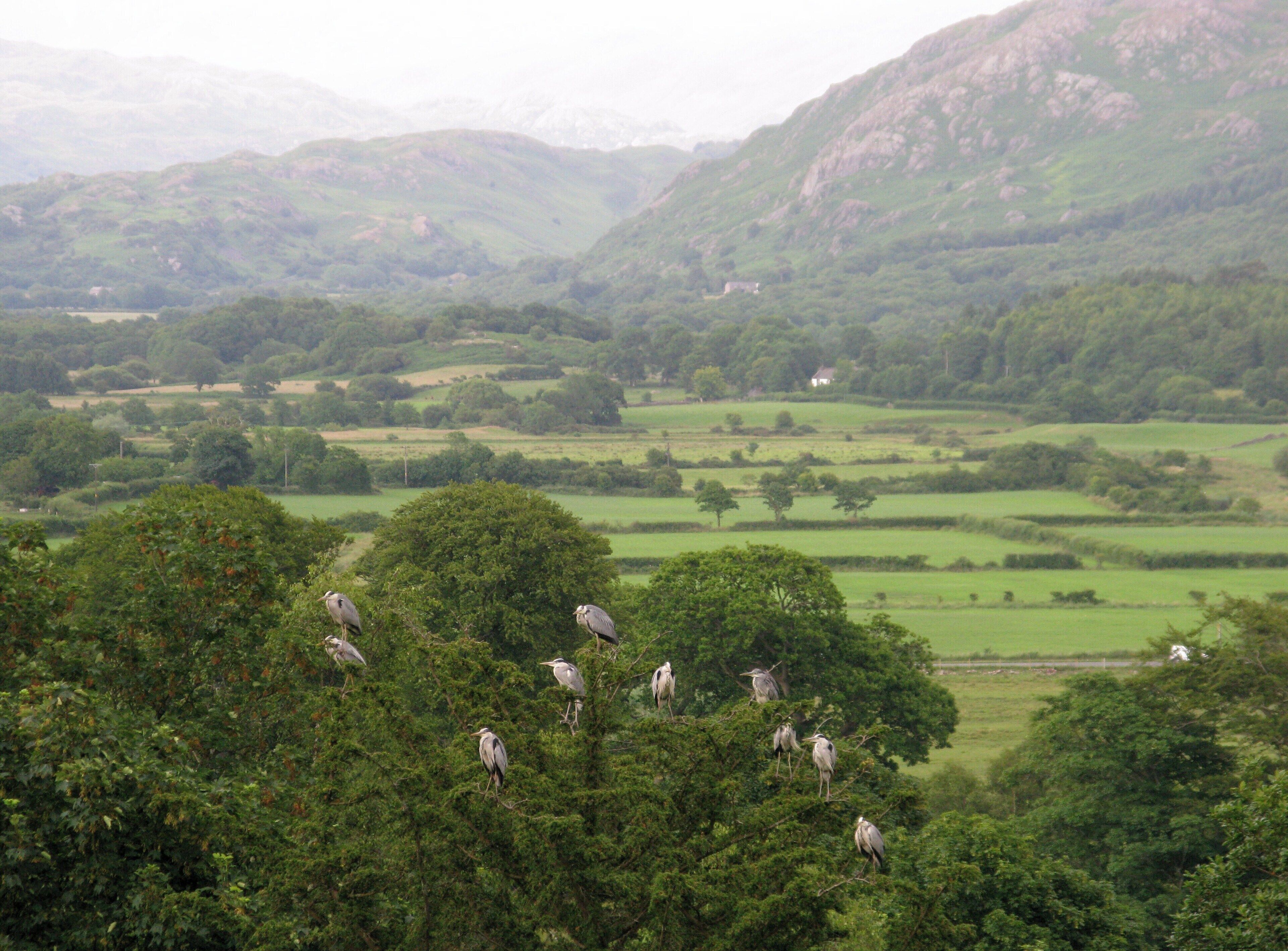 Herons at Muncaster, near to Ravenglass, Cumbria, Great Britain. Wild Grey Herons waiting for feeding time at Muncaster Castle.