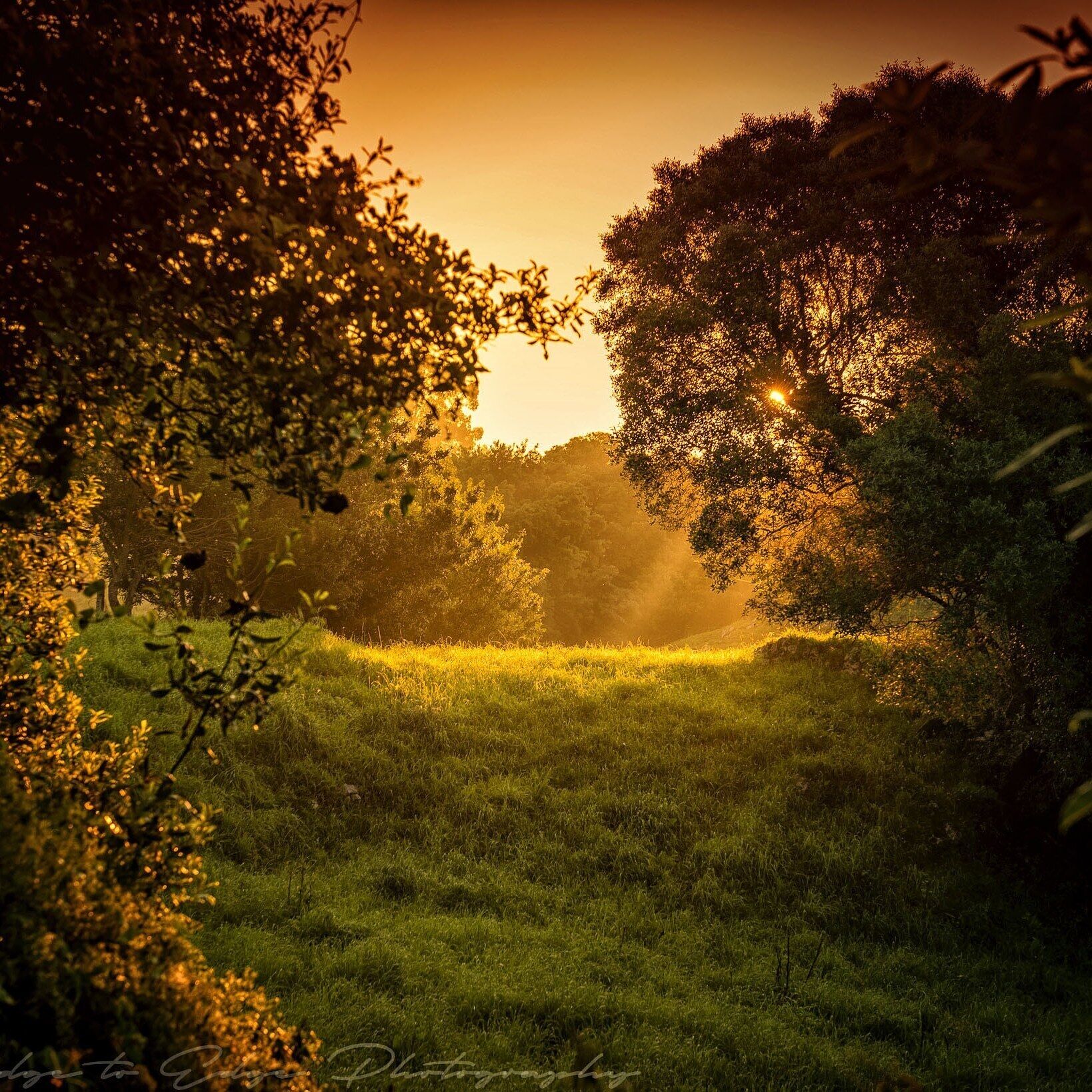 Early morning light through the trees along the Camino del Norte at Poo de Llanes, Asturias