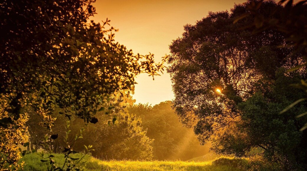 Early morning light through the trees along the Camino del Norte at Poo de Llanes, Asturias
