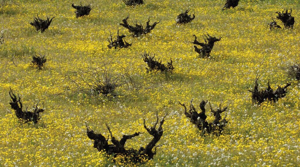 GrapeWine - Tielmes es.wikipedia.org/wiki/Tielmes This photograph can be used for publications, including this copyright statement: “©PromoMadrid, author Max Alexander”. Esta fotografía puede usarse en publicaciones, incluyendo la declaración “©PromoMadrid, autor Max Alexander”.