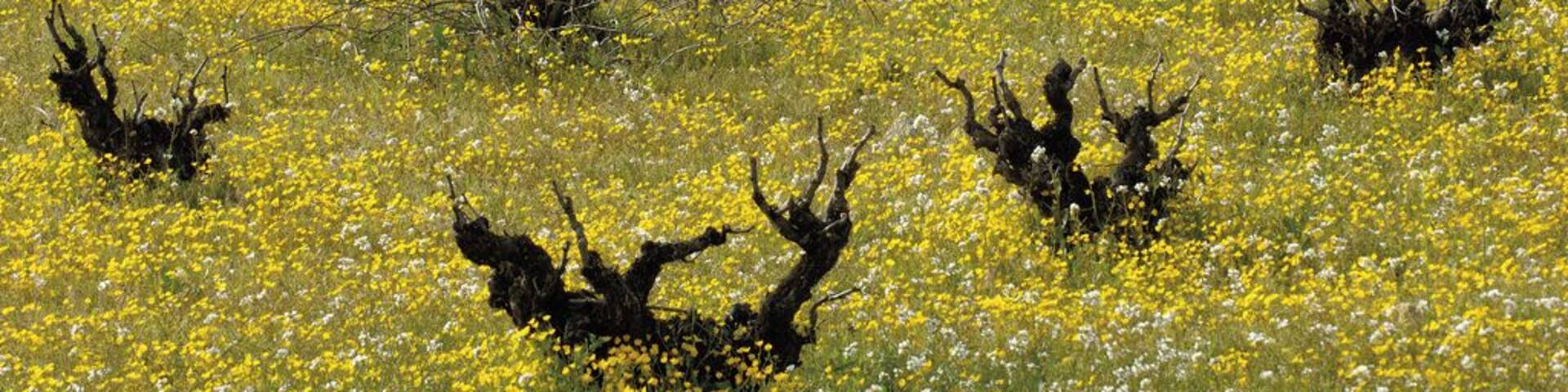 GrapeWine - Tielmes es.wikipedia.org/wiki/Tielmes This photograph can be used for publications, including this copyright statement: “©PromoMadrid, author Max Alexander”. Esta fotografía puede usarse en publicaciones, incluyendo la declaración “©PromoMadrid, autor Max Alexander”.