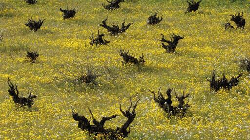 GrapeWine - Tielmes es.wikipedia.org/wiki/Tielmes This photograph can be used for publications, including this copyright statement: “©PromoMadrid, author Max Alexander”. Esta fotografía puede usarse en publicaciones, incluyendo la declaración “©PromoMadrid, autor Max Alexander”.