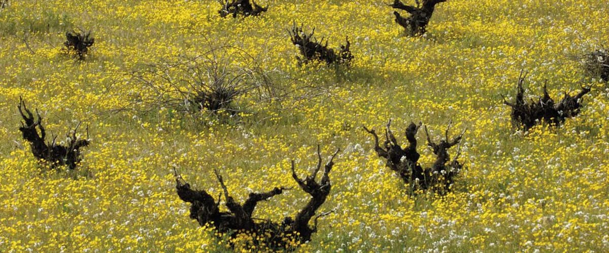 A field of yellow flowers with several dead trees.