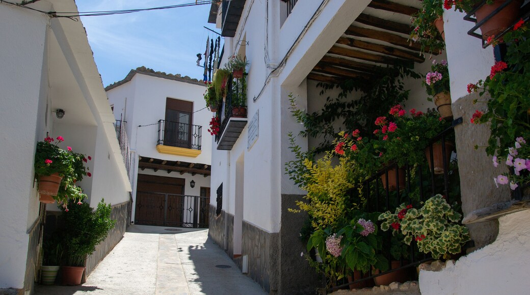 Berchules street with a house crammed with pots, plants and flowers hanging on the wall and on the floor