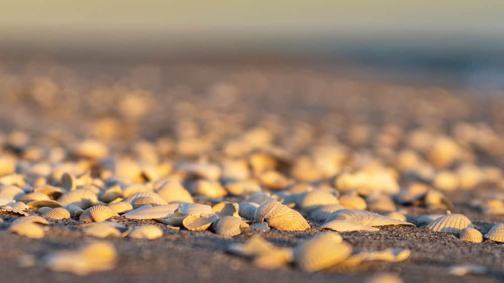 Muscheln im Abendlicht am Sandstrand - Banner