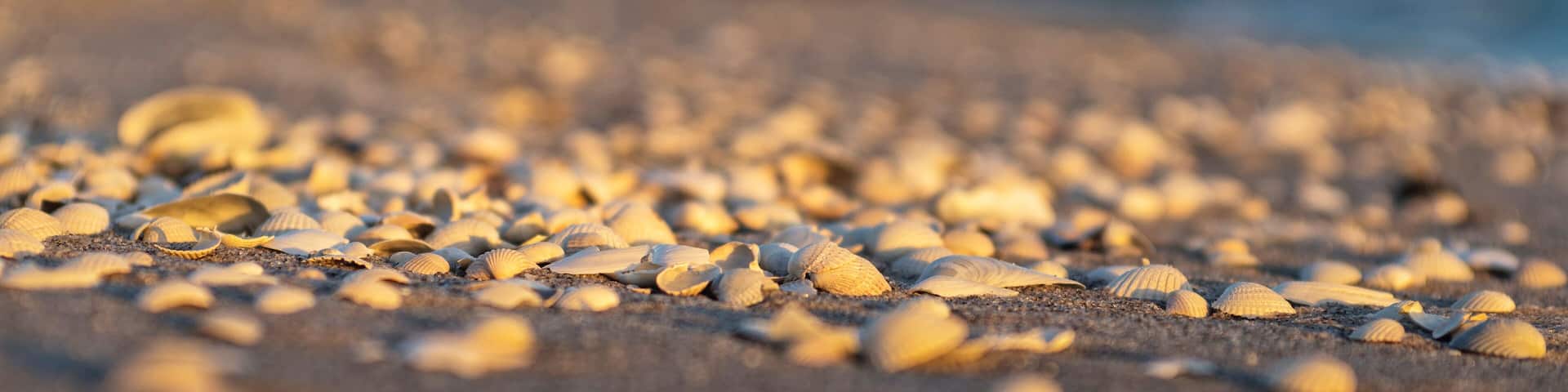 Muscheln im Abendlicht am Sandstrand - Banner