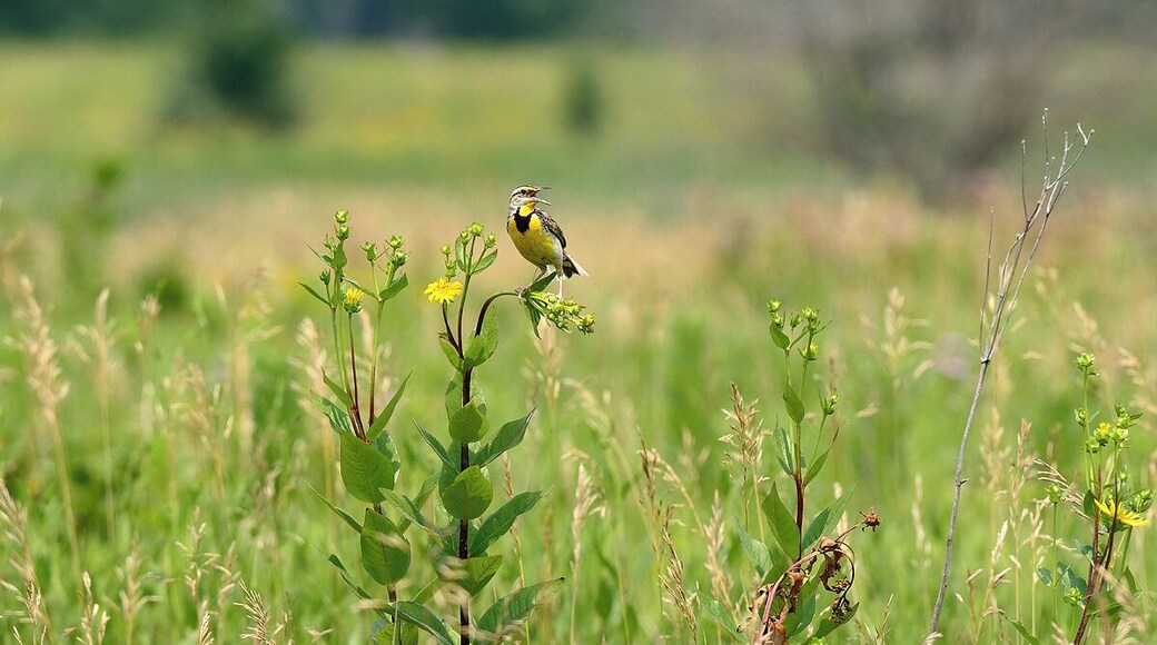 A landscape shot showcasing the colors and habitat of the Eastern Meadowlark. They love open areas with plenty of grass. This location is one of the best in Illinois for Bobolinks, Meadowlarks and Henslows Sparrows. All 3 of these species are in severe decline due to loss of habitat.