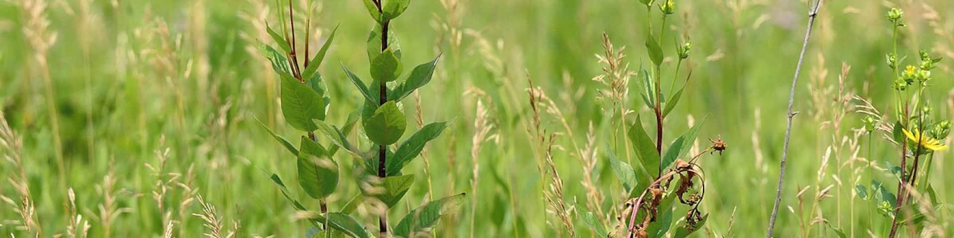 A landscape shot showcasing the colors and habitat of the Eastern Meadowlark. They love open areas with plenty of grass. This location is one of the best in Illinois for Bobolinks, Meadowlarks and Henslows Sparrows. All 3 of these species are in severe decline due to loss of habitat.
