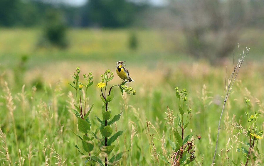 A landscape shot showcasing the colors and habitat of the Eastern Meadowlark. They love open areas with plenty of grass. This location is one of the best in Illinois for Bobolinks, Meadowlarks and Henslows Sparrows. All 3 of these species are in severe decline due to loss of habitat.