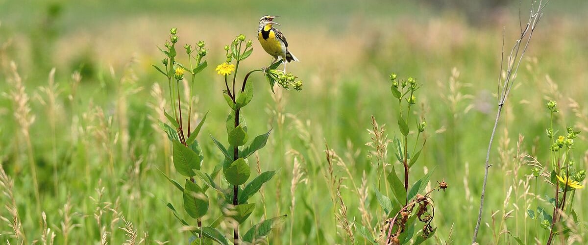 A landscape shot showcasing the colors and habitat of the Eastern Meadowlark. They love open areas with plenty of grass. This location is one of the best in Illinois for Bobolinks, Meadowlarks and Henslows Sparrows. All 3 of these species are in severe decline due to loss of habitat.