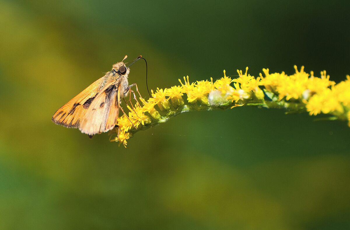 A moth sitting on a yellow wildflower in a beautiful prairie. 